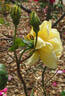 Dividend rose photo