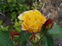 Anyátoknak rose photo