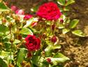 Crumba rose photo