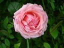 Csángó himnusz rose photo