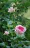 Dagmar Clarová rose photo