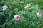 Dagmar Clarová rose photo
