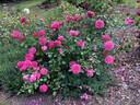Marjory Palmer rose photo