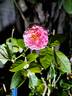 Abbatiale de Pontigny ® rose photo