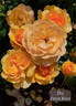 The Feast Rose rose photo