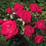 Be My Baby rose photo