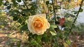 Devotion rose photo