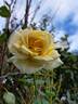 Isabelle Joerger rose photo