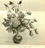 Princesse de Naples rose photo