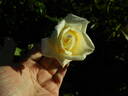 Sir Henry Segrave rose photo