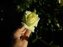 Sir Henry Segrave rose photo