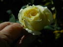 Sir Henry Segrave rose photo
