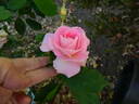 Porcelain Rose rose photo