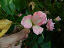 Porcelain Rose rose photo