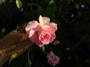 Porcelain Rose rose photo