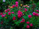 Wise Portia rose photo