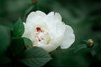 Vogue peony photo