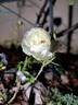 Opalia Grimpant rose photo