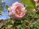 Fragrant Blush ™ rose photo