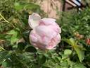 Fragrant Blush ™ rose photo