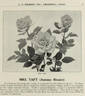 Mrs. William Howard Taft rose photo
