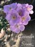 Lavender Spoon rose photo
