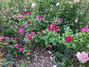 Le Havre rose photo