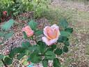 Ophelia, Cl. rose photo