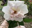 Ophelia, Cl. rose photo