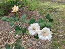 Ophelia, Cl. rose photo