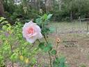 Ophelia, Cl. rose photo