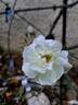 Opalia Grimpant rose photo