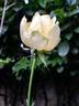 Isabelle Joerger rose photo