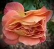 Rosie The Riveter ™ rose photo