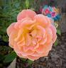 Rosie The Riveter ™ rose photo