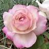 Alicia Courage rose photo