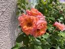 Evelyn May rose photo