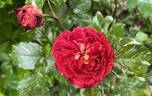 Best Wishes rose photo