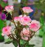 Magic Carrousel rose photo