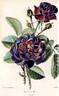 Prince Albert rose photo