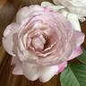 Alicia Courage rose photo