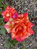 Harry Wheatcroft rose photo