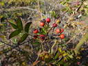 R. fujisanensis rose photo