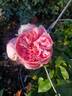 Reminiscent Pink ™ rose photo