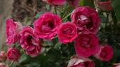 Czeslaw Milosz ® rose photo