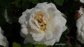 Frere Roger rose photo