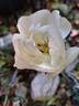 Opalia Grimpant rose photo