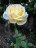 Isabelle Joerger rose photo