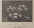 Souvenir de Madame C. Chambard rose photo