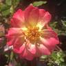 Cinderella's Song rose photo